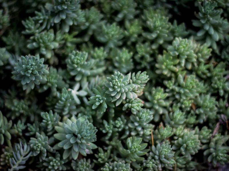 DC全套运营教程<br>注册/养号/建群/机器人/解封一站式